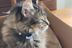 Carlos in a box