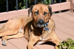 Bo on the deck