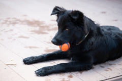 Duncan with ball